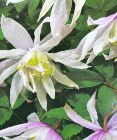 Clematis alpina 'Pink Princess'