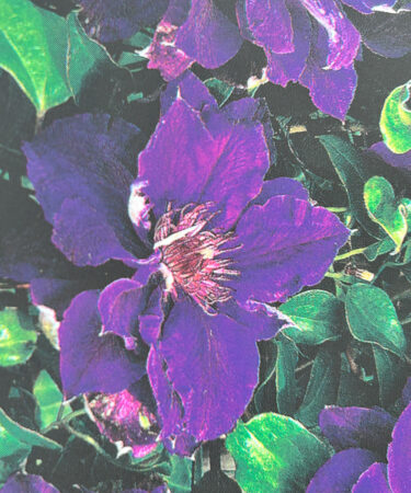 Clematis 'Shin-Shigyoku'
