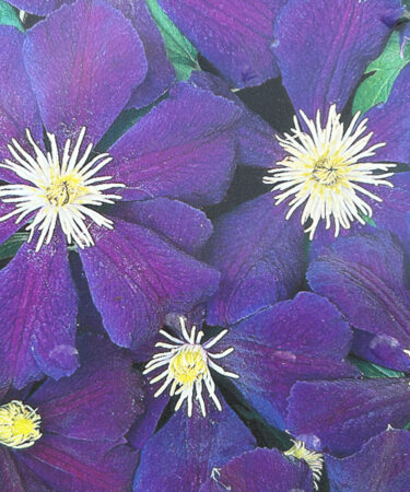 Clematis viticella 'Blue Belle'