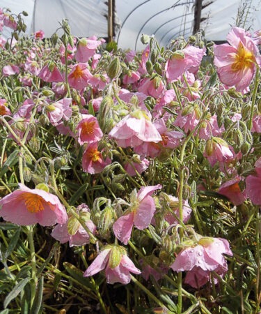 Helianthemum 'Wisley Pink'