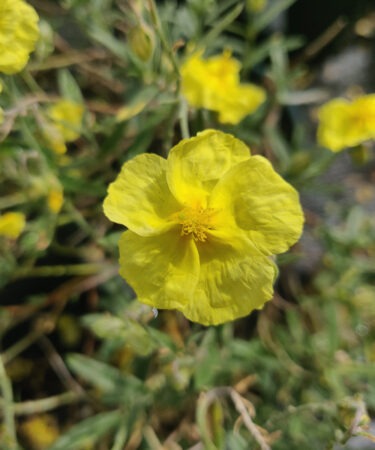Helianthemum 'Wisley Primrose'