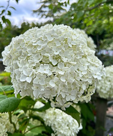 Hydrangea arborescens 'Annabelle' AGM