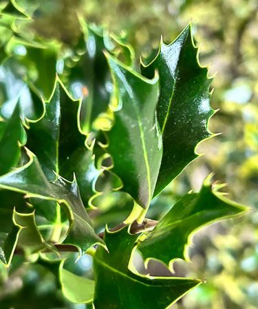 Ilex aquif. Pyramidalis