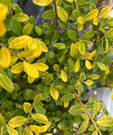 Ilex crenata 'Golden Gem'