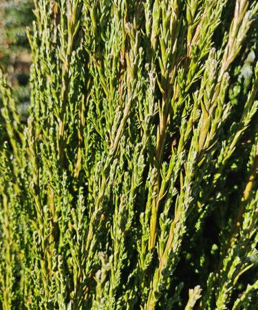Juniperus scop. 'Blue Arrow'