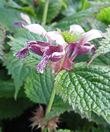 Lamium orvala 'Linn'