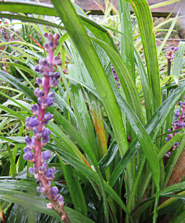 Liriope muscari AGM