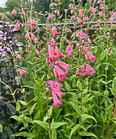 Penstemon 'Hewell's Pink'