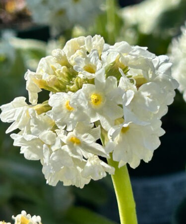 Primula denticulata var. alba