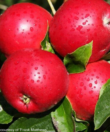 Malus 'Scrumptious' Patio M27 AGM