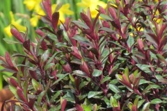 Hebe 'Merlot Memories'