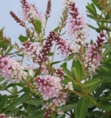 Hebe 'Rose Sparkler'