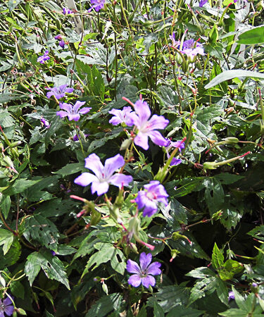 Geranium nodosum 'Swish Purple'