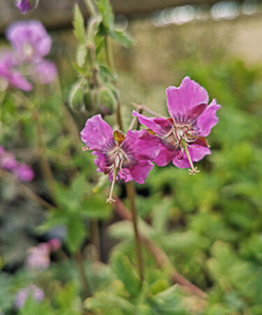 Geranium x monacense Anglicum