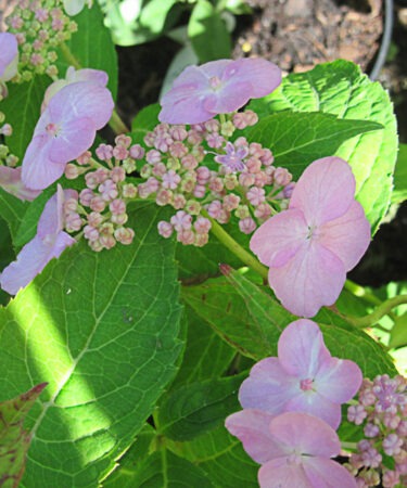 Hydrangea serrata 'Miranda' AGM