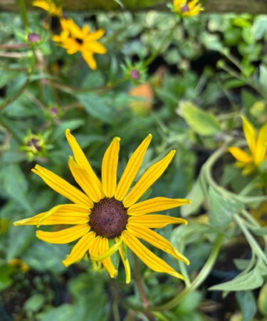 Rudbeckia 'Pot of Gold'
