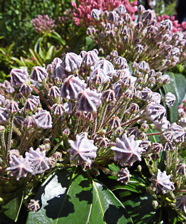 Kalmia lat. 'Tad'