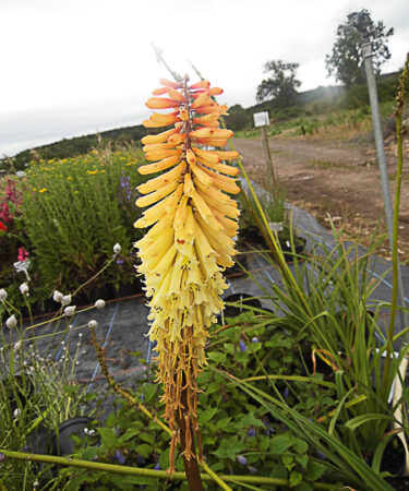 Kniphofia 'Tawny King'