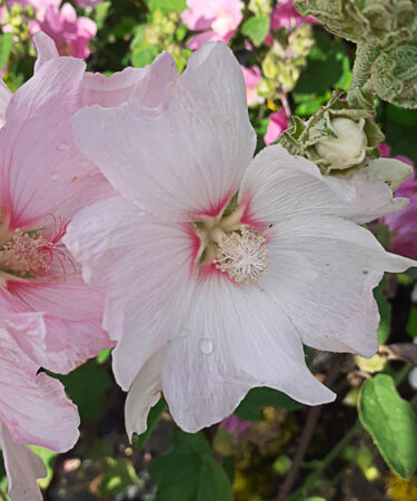 Lavatera 'Silver Barnsley'