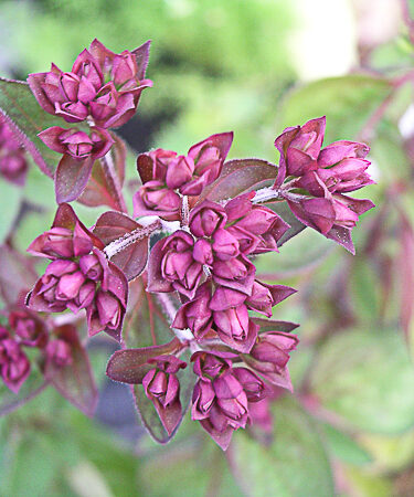 Origanum Laev. 'Rosenkuppel'
