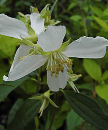 Philadelphus 'Mont Blanc'