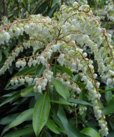 Pieris 'Brouwers Beauty'