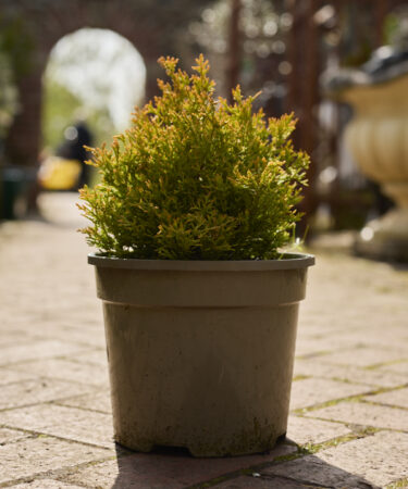Thuja Occ. Rheingold