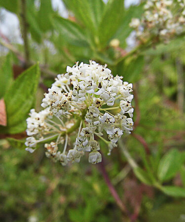Ceanothus thyrsiflorus 'Millerton Point'