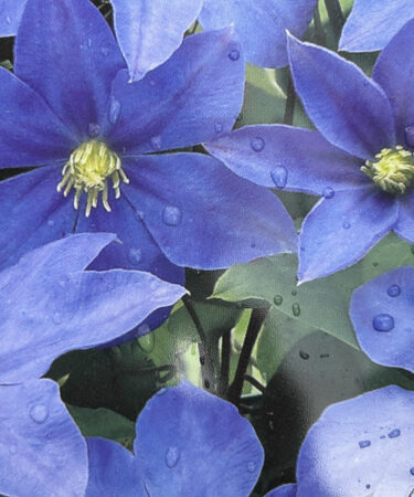 Clematis 'Fuji-musume'