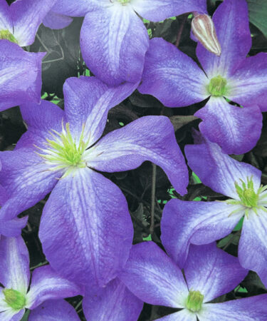 Clematis 'Jenny'