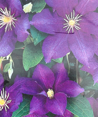 Clematis 'Luther Burbank'