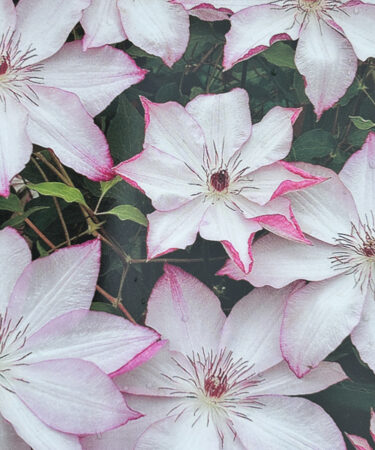 Clematis 'Omoshiro'