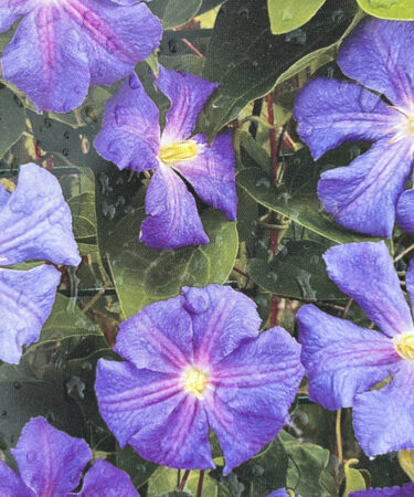 Clematis 'Perle D'Azure'