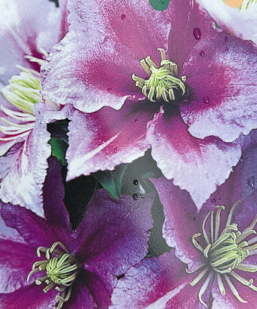 Clematis 'Piilu'