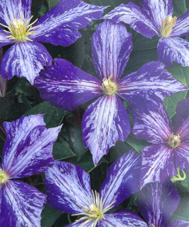 Clematis 'Tie Dye'