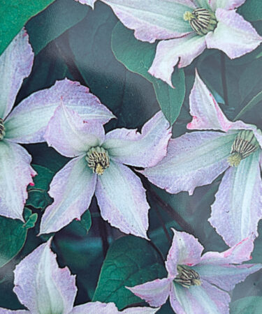 Clematis viticella 'Little Nell'