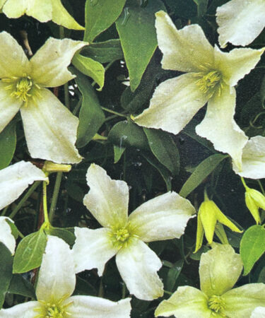 Clematis viticella 'White Magic'