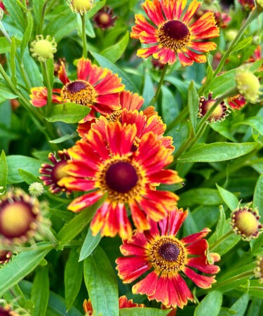 Helenium 'Poncho'