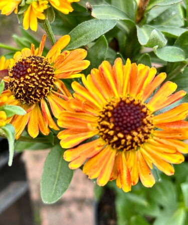 Helenium 'Short 'n' Sassy'