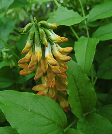 Lathyrus aureus