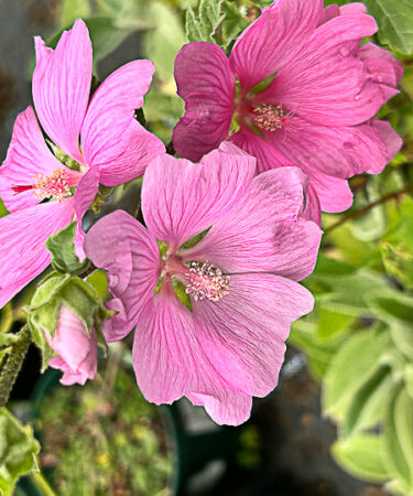 Lavatera thun. 'Candy Floss' AGM