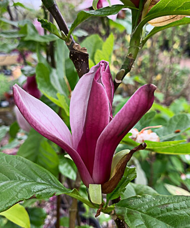 Magnolia liliflora Nigra AGM