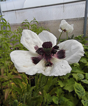 Papaver orient. 'Royal Wedding'