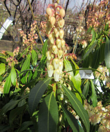 Pieris 'Forest Flame' AGM