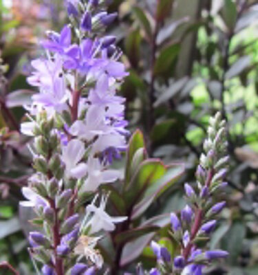 Hebe 'Burgundy Blush'