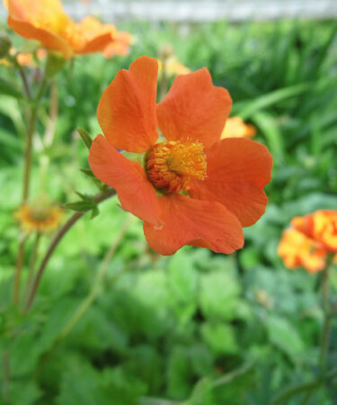Geum coccineum 'Cooky'