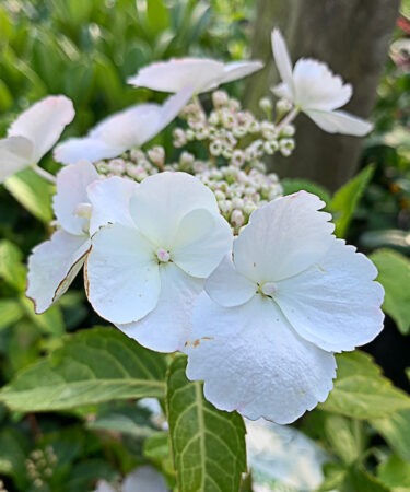 Hydrangea  'Runaway Bride'