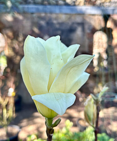 Magnolia 'Elizabeth'