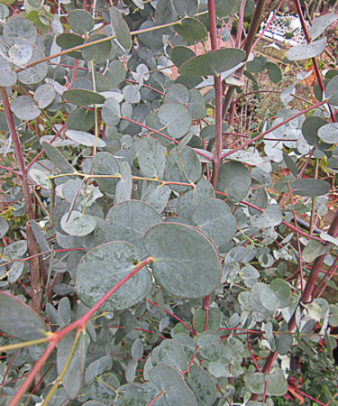 Eucalyptus gunnii 'Azura'