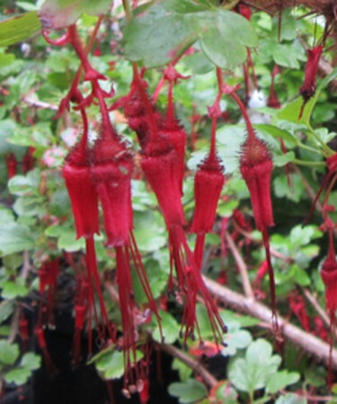 Ribes speciosum AGM